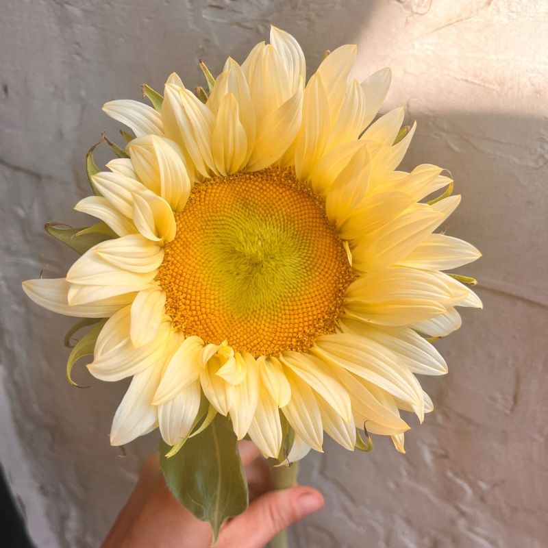 White Light sunflower grown in West Bend, Wisconsin